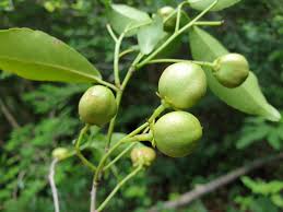 Image result for Rinorea