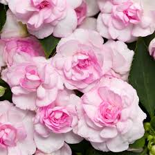 Image result for Impatiens sylvicola