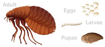 Will Fleas Live In A House Without Pets