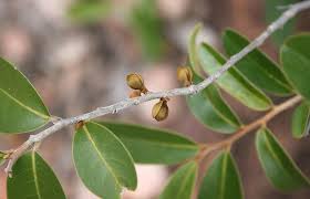 Image result for Hexalobus