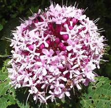 Image result for Clerodendrum abilioi