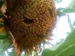 Biji bunga matahari (kuaci) merupakan salah satu sumber vitamin e yang sangat baik. Cara Memilih Kuaci Daru Bunga Matahari Youtube