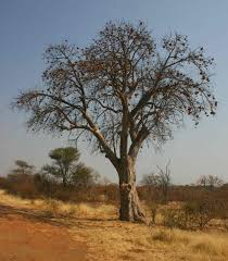 Image result for Sterculia africana
