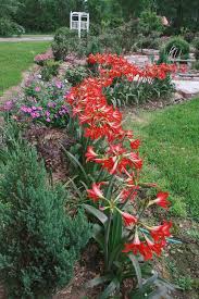 The cost of building an outdoor kitchen, much like indoor kitchen renovation, varies depending on the materials and appliances you choose. Taking Amaryllis Outside Hgtv