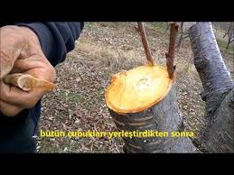 Kalem Asisi Mukemmel Asi Turleri En Iyi Asi Cesitleri En Iyi Asi Yapilisi Youtube Bitki Asa Bahcecilik