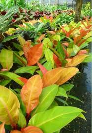 Philodendron Prince Of Orange Grow Care Tips Philodendron Plant In 2020 Philodendron Plant Orange Plant Plant Care Houseplant