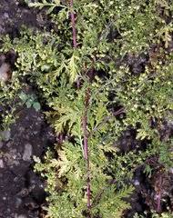 Image result for Pleiotaxis argentea