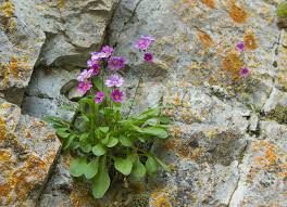 Image result for Primulaceae