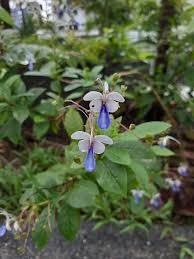 Image result for Rotheca luembensis