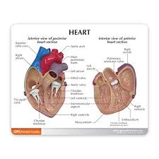 Check spelling or type a new query. Amazon Com Heart Model Human Body Anatomy Replica Of Normal Heart For Doctors Office Educational Tool Gpi Anatomicals Industrial Scientific