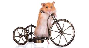 Check spelling or type a new query. Funny Hamster Names 200 Hilarious Ideas For Naming Your Pet