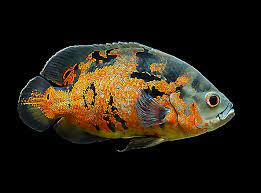 Oscar Fish Astronotus Ocellatus Ikan