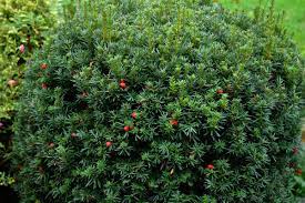 Hicks Yew Is The January 2020 Plant Of The Month Hicks Yew Plants Broadleaf Evergreen