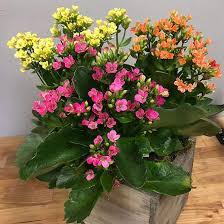 Garden rose12.jpg 5,184 × 3,456; Kalanchoe Any Color Plant Mangomeadows Best Nursery In Plants In Kerala