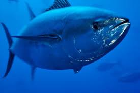 Although The Bluefin Tuna Isn T On The Endangered Species List They Could Face Extinction If Over Fishing Isn T Sto Atlantic Bluefin Tuna Bluefin Tuna Bluefin
