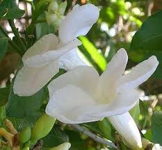 Image result for Tabernaemontana