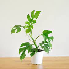 Rhaphidophora Tetrasperma Mini Monstera Philodendron Ginny Established Plant Plants Philodendron Philodendron Monstera