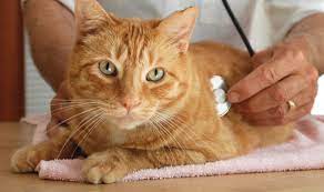 Our emergency veterinarians have access to the latest diagnostic equipment including a modern 16 slice. Vet Near Me 60071 Emergency Veterinary Care Richmond Il