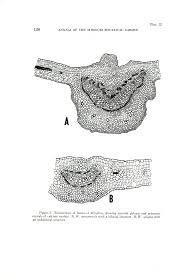 Image result for Pleioceras gilletii