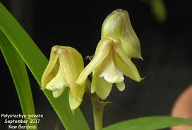 Image result for Polystachya galeata