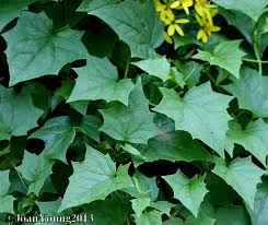Image result for Senecio tamoides
