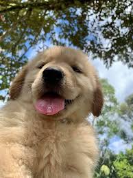 Minimum of 4 dogs earning titles. This Happy Golden Retriever Loves His Job As A Durian Fruit Harvester