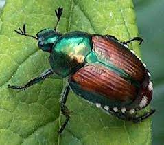 Japanese Beetles Remain Frustrating Japanese Beetles Japanese Beetle Control Popillia Japonica