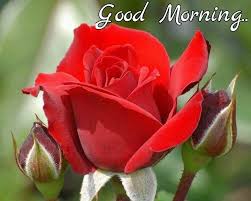 Good morning text messages for her. Good Morning Good Morning Beautiful Flowers Good Morning Beautiful Happy Morning