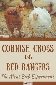 Cornish Cross Vs Red Rangers Our Meat Bird Experiment A