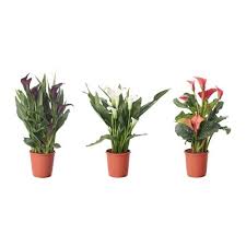 Zantedeschia Pflanze Calla Versch Arten Pflanzen Outdoor Pflanzen Und Grunpflanzen
