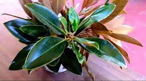 How To Grow Magnolia Tree From Cuttings Magnolia Trees Magnolia Flower Propagating Plants