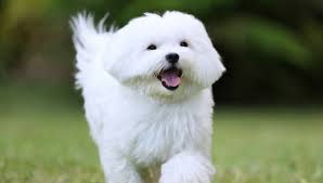 Pricing on pups may be changed at any time that we do not have a deposit or reservation on a puppy. Maltese All About Dogs