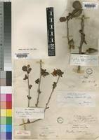 Image result for Xylotheca tettensis