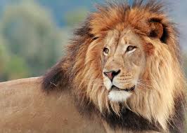 Image result for images for a lion