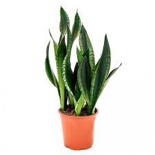 Kılıç çiçeği, paşa çiçeği, paşa kılıcı çiçeği, peygamber kılıcı çiçeği gibi isimlerle bu güzelim bitkiyi daha önce duymuş olabilirsiniz. Pasa Kilici Cicegi Cicekler