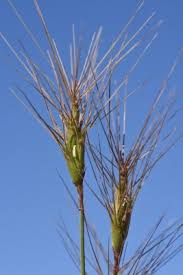 Image result for Aspilia kotschyi