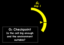 Like the organs in your own body, each one carries as you move through this worksheet, see if you can match the important parts of the city listed above to the specific organelles found in cells. Interactive Cell Cycle