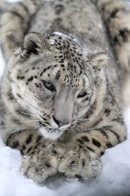 Did You Know That When It Snows My Eyes Snow Leopards Love Snow Animals Animals Beautiful Snow Leopard