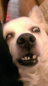 I Swear He S Just Sleeping Funny Dog Faces Cute Funny Animals Cute Animal Memes