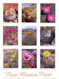 Who says there are no pipe cactus in new mexico? Posters Native Plant Society Of New Mexico