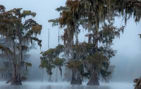 Here, you can show a picture of your item (s), such as the tree you are planting to help save the planet. Top Carbon Credit Seller Launches Internal Probe After Selling Worthless Offsets To Jpmorgan Disney Zerohedge