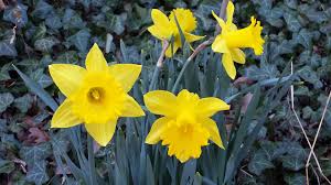 You may know the poem that william wordsworth wrote about these flowers, and which we'll hear in future steps, but dorothy's journal entry was written two years before william composed his. The Daffodils By William Wordsworth Art Of Homeschooling