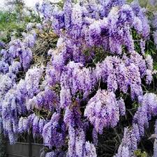 Epingle Sur Jardinage