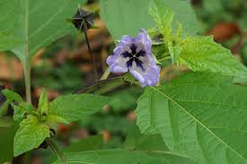 Image result for Nicandra physalodes