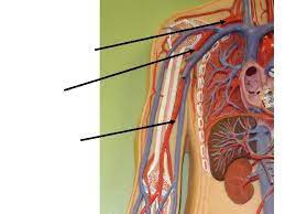 And the centerlines are extracted. Blood Vessel Man Model Arteries Arteries Right Common