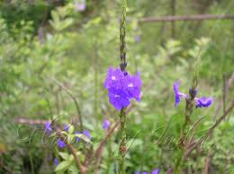 Image result for Stachytarpheta