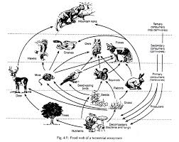 Food Web Of A Terrestrial Ecosystem Food Web Functional Food Trophic Level