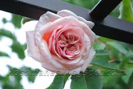 A Rose is a Rose...: Mme Berard