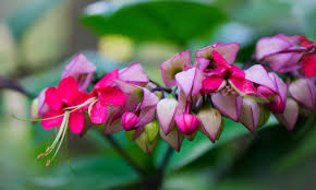 Image result for Clerodendrum thomsoniae