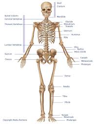 The skeletal muscle's anatomical location or its relationship to a particular bone often determines its name. Skeletal System Skeleton Bones Joints Cartilage Ligaments Bursae